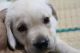 Labrador Retriever Puppies for sale in Kumbakonam, Tamil Nadu 612001, India. price: 7000 INR