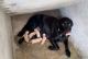 Labrador Retriever Puppies for sale in Vellore, Tamil Nadu 632001, India. price: 6000 INR