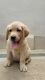 Labrador Retriever Puppies for sale in Tiruppur, Tamil Nadu 641601, India. price: 15000 INR