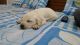 Labrador Retriever Puppies for sale in New Delhi, Delhi 110001, India. price: 7000 INR