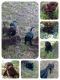 Labrador Retriever Puppies for sale in Pontotoc, MS 38863, USA. price: NA