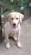 Labrador Retriever Puppies for sale in Cochin International Airport (COK), Airport Rd, Kochi, Kerala 683111, India. price: 5500 INR