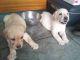 Labrador Retriever Puppies for sale in Meerut, Uttar Pradesh, India. price: 8000 INR