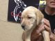 Labrador Retriever Puppies for sale in Grand Rapids, MI, USA. price: $1,250