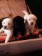 Labrador Retriever Puppies for sale in Santa Maria, CA, USA. price: NA