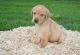 Labrador Retriever Puppies for sale in Belcher, LA 71004, USA. price: NA