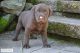 Labrador Retriever Puppies for sale in Montgomery, AL, USA. price: $150