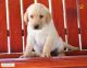 Labrador Retriever Puppies for sale in Mobile, AL, USA. price: NA