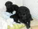 Labrador Retriever Puppies for sale in Baltimore, MD, USA. price: NA