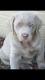 Labrador Retriever Puppies for sale in Jackson, MS, USA. price: NA