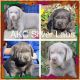Labrador Retriever Puppies for sale in Texas, USA. price: NA