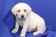 Labrador Retriever Puppies for sale in Stamford, CT, USA. price: NA
