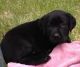 Labrador Retriever Puppies for sale in West Bridgewater, MA, USA. price: $700