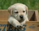 Labrador Retriever Puppies for sale in Tamil Nadu, India. price: 8000 INR