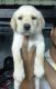 Labrador Retriever Puppies for sale in Tiruppur, Tamil Nadu 641601, India. price: 5200 INR