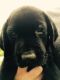 Labrador Retriever Puppies for sale in Augusta, GA, USA. price: $300