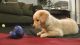 Labrador Retriever Puppies for sale in Eugene, OR, USA. price: NA