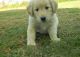 Labrador Retriever Puppies for sale in Arlington, VA, USA. price: NA