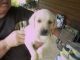 Labrador Retriever Puppies for sale in New Houlka, MS 38850, USA. price: $150