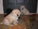 Labrador Retriever Puppies for sale in Clearwater, FL, USA. price: NA