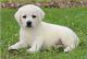 Labrador Retriever Puppies for sale in Huntsville, AL, USA. price: NA