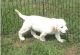 Labrador Retriever Puppies for sale in Albion, ME 04910, USA. price: NA