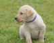 Labrador Retriever Puppies for sale in Delaware, AR 72835, USA. price: NA