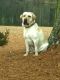 Labrador Retriever Puppies for sale in Ellerbe, NC 28338, USA. price: NA