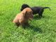 Labrador Retriever Puppies for sale in London, KY, USA. price: NA