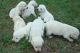 Labrador Retriever Puppies for sale in Campton, NH 03223, USA. price: NA