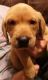 Labrador Retriever Puppies for sale in Billings, MT, USA. price: NA