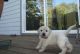 Labrador Retriever Puppies for sale in Bloomfield, MT 59315, USA. price: NA