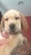 Labrador Retriever Puppies for sale in Downey, CA, USA. price: NA