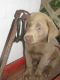 Labrador Retriever Puppies for sale in Bradford, OH 45308, USA. price: NA