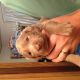 Labrador Retriever Puppies for sale in Omaha, NE, USA. price: $1,000