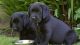 Labrador Retriever Puppies for sale in Oxford, MS, USA. price: NA
