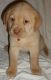 Labrador Retriever Puppies for sale in Airway Heights, WA, USA. price: NA