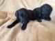 Labrador Retriever Puppies for sale in Bethany Beach, DE, USA. price: NA