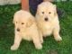Labrador Retriever Puppies for sale in Montgomery, AL, USA. price: $400