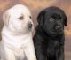 Labrador Retriever Puppies for sale in Adamsville, AL, USA. price: $400