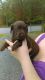 Labrador Retriever Puppies for sale in East Stroudsburg, PA 18301, USA. price: $350