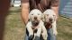 Labrador Retriever Puppies for sale in Kenton, OH 43326, USA. price: $900