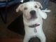 Labrador Retriever Puppies for sale in Augusta, GA, USA. price: $75