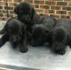 Labrador Retriever Puppies for sale in Camden, SC 29020, USA. price: $500