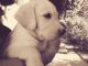Labrador Retriever Puppies for sale in Thalassery, Kerala 670101, India. price: 8000 INR