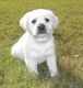 Labrador Retriever Puppies for sale in Abbeville, AL 36310, USA. price: NA