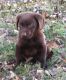 Labrador Retriever Puppies for sale in Montgomery City, MO 63361, USA. price: NA