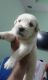 Labrador Retriever Puppies for sale in New Delhi, Delhi 110001, India. price: 6500 INR