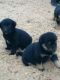 Labrador Retriever Puppies for sale in Mangaluru, Karnataka 575001-575022, India. price: 8000 INR