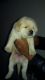 Labrador Retriever Puppies for sale in New Delhi, Delhi 110001, India. price: 4500 INR